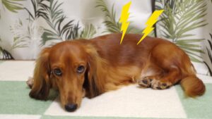 犬や猫が下痢をしてしまった！下痢に種類があるって知っていますか？